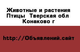 Животные и растения Птицы. Тверская обл.,Конаково г.